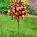 Щамбова роза 'Rumba' – двуцветни жълто-червени цветове с повторен цъфтеж