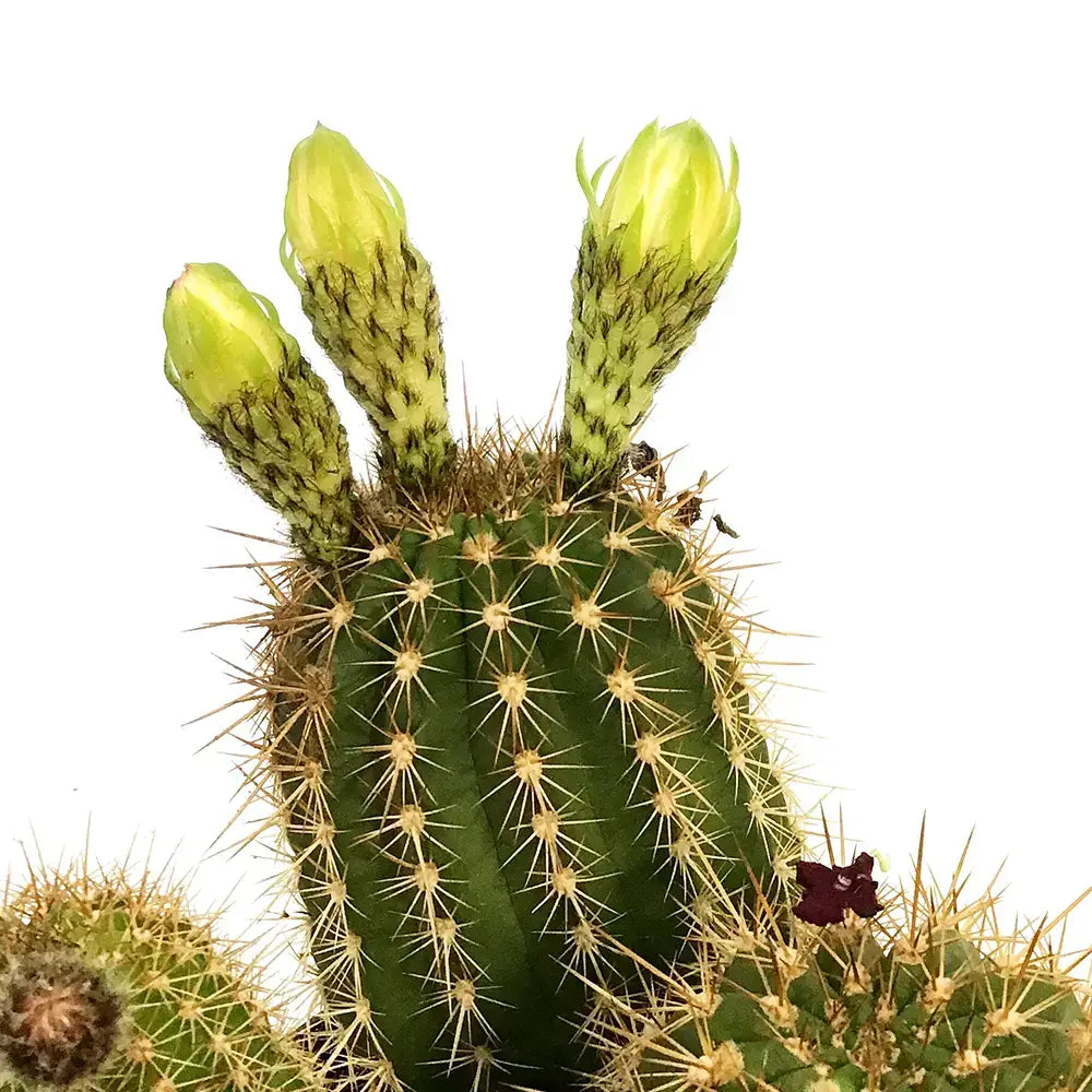Cactusul Torta Aurie Trichocereus spachianus, cactus decorativ de interior usor de ingrijit