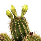 Cactusul Torta Aurie Trichocereus spachianus, cactus decorativ de interior usor de ingrijit