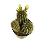 Cactusul Torta Aurie Trichocereus spachianus, cactus decorativ de interior usor de ingrijit