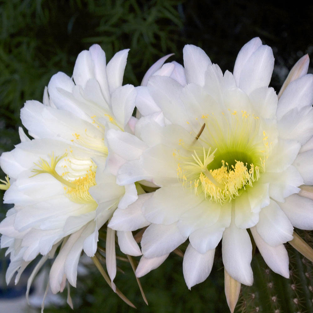 Cactusul Torta Aurie Trichocereus spachianus, cactus decorativ de interior usor de ingrijit