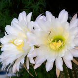 Cactusul Torta Aurie Trichocereus spachianus, cactus decorativ de interior usor de ingrijit