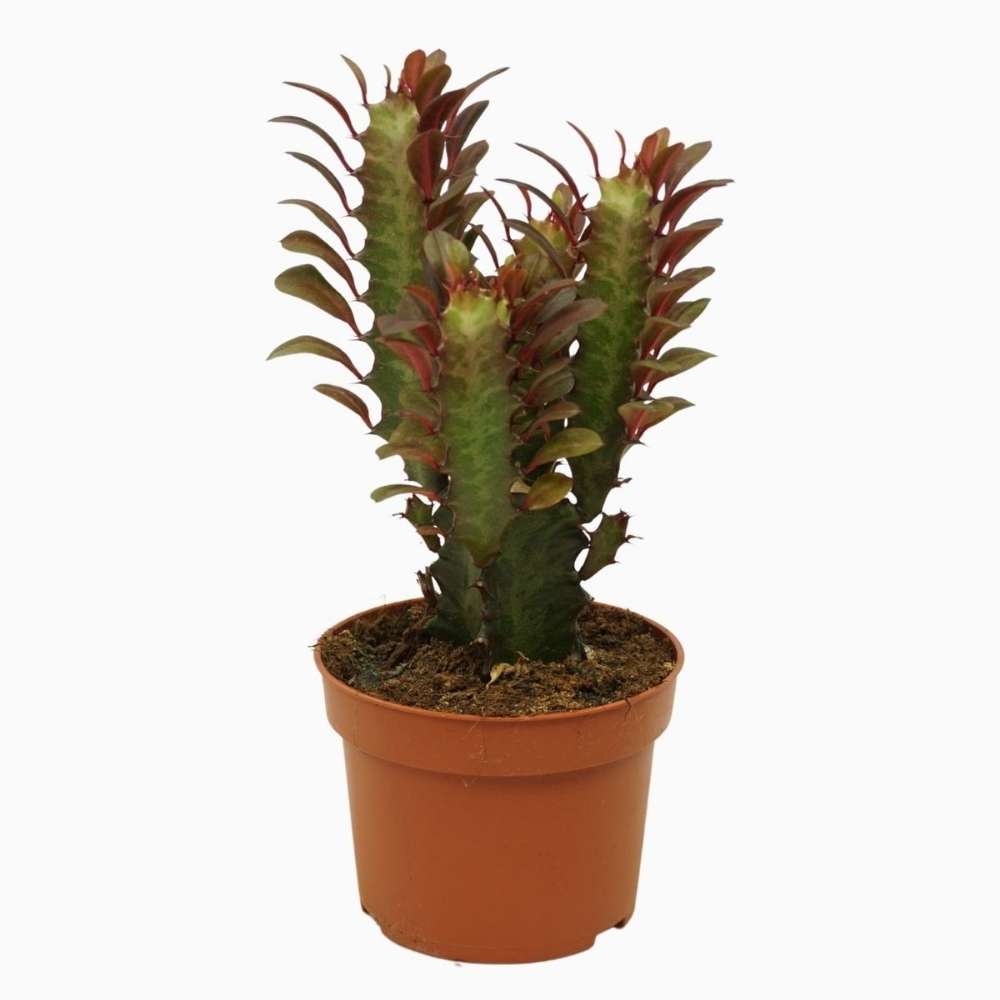 Cactus Candelabru Trigona Rubra - 18 cm