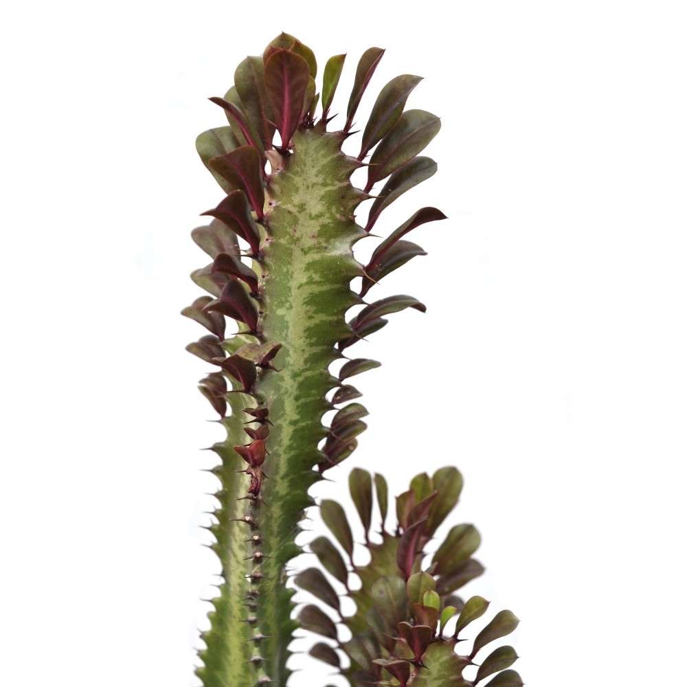 Cactus Candelabru Trigona Rubra - 18 cm