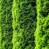 Tuia Occidentalis Degroot Spire, forma conica ingusta, pentru gradini mici, crestere rapida