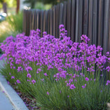 Декоративен чесън (Tulbaghia violacea) – многогодишно растение с ароматни лилави цветове