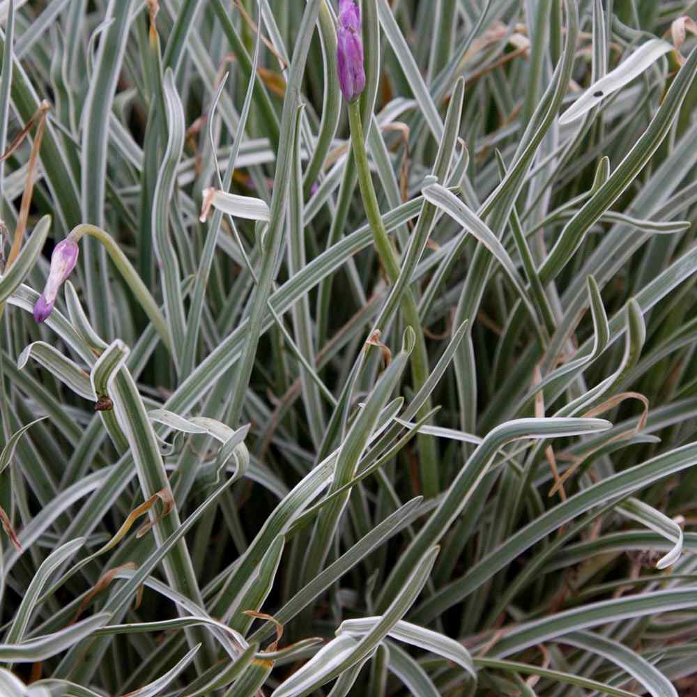 Декоративен чесън Silver Lace (Tulbaghia violacea) – вариегатно многогодишно с лилави цветове