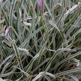 Декоративен чесън Silver Lace (Tulbaghia violacea) – вариегатно многогодишно с лилави цветове