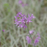 Декоративен чесън Silver Lace (Tulbaghia violacea) – вариегатно многогодишно с лилави цветове