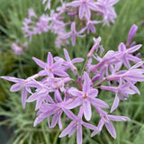 Декоративен чесън Silver Lace (Tulbaghia violacea) – вариегатно многогодишно с лилави цветове