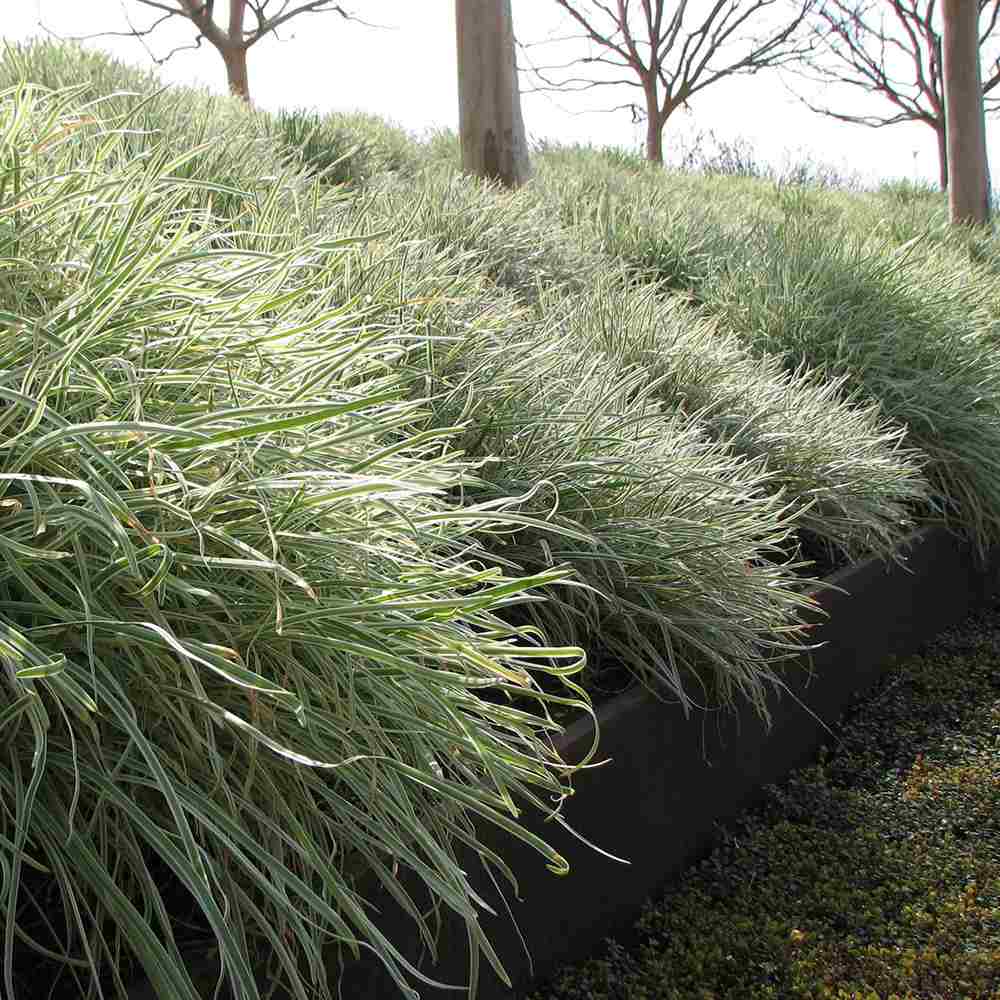 Декоративен чесън Silver Lace (Tulbaghia violacea) – вариегатно многогодишно с лилави цветове