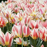 Bulbi Lalele Quebec, set de 7 buc cu flori roz-crem, roz-crem, inflorire aprilie, ideali pentru gradini si borduri