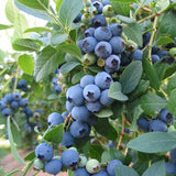 Afin Bluecrop (Vaccinium corymbosum), cu fructe dulci-acrisoare