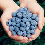 Късно зреещ боровинка Elliot (Vaccinium corymbosum), продуктивна, със сладко-кисели плодове, плододаваща от 2-та година