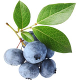 Късно зреещ боровинка Elliot (Vaccinium corymbosum), продуктивна, със сладко-кисели плодове, плододаваща от 2-та година