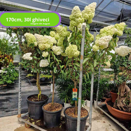 Hortensie de Gradina Tip Copac Vanille Fraise, cu flori roz-crem