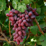 Vita de Vie (Vitis vinifera) Big Red, cu struguri mari rosii, an 2 pe rod