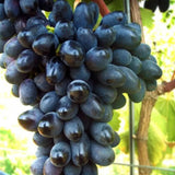 Vita de Vie (Vitis vinifera) Black Magic, cu struguri mari negri, an 2 pe rod