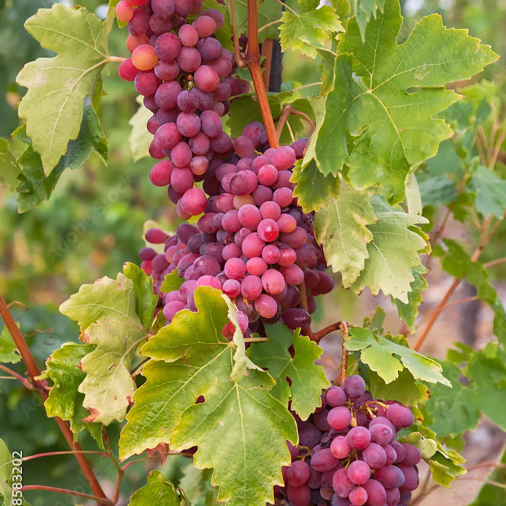 Vita de Vie (Vitis vinifera) Cardinal, cu struguri mari rosii, an 2 pe rod