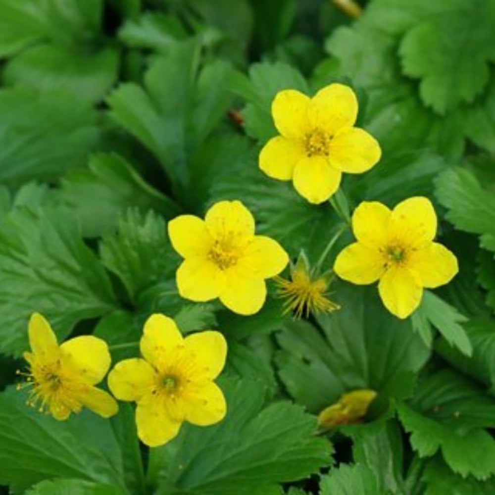 Валдщейния (Waldsteinia Ternata), стелеща се, вечнозелена с цветове, почвопокривна, декоративна, студоустойчива