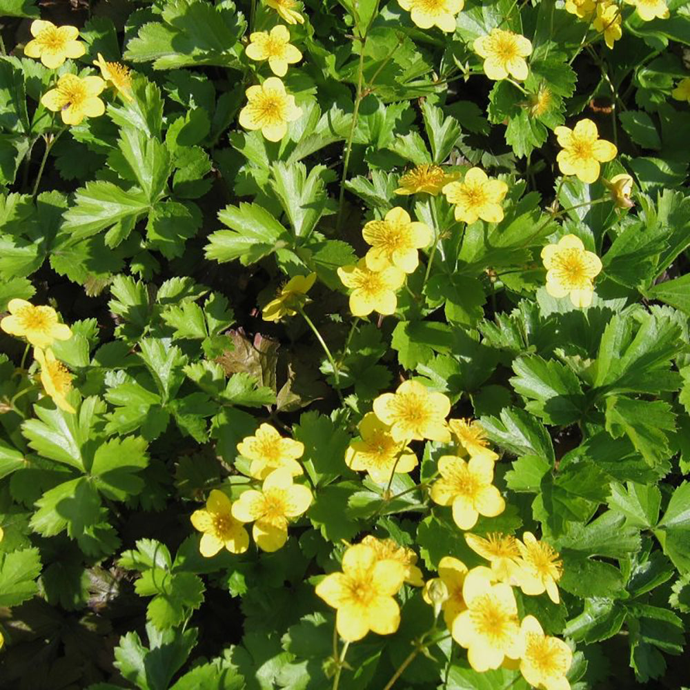 Валдщейния (Waldsteinia Ternata), стелеща се, вечнозелена с цветове, почвопокривна, декоративна, студоустойчива