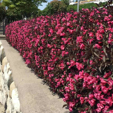 Weigela Alexandra, arbust decorativ cu flori roz violet parfumate si frunze purpurii, rezistenta iarna
