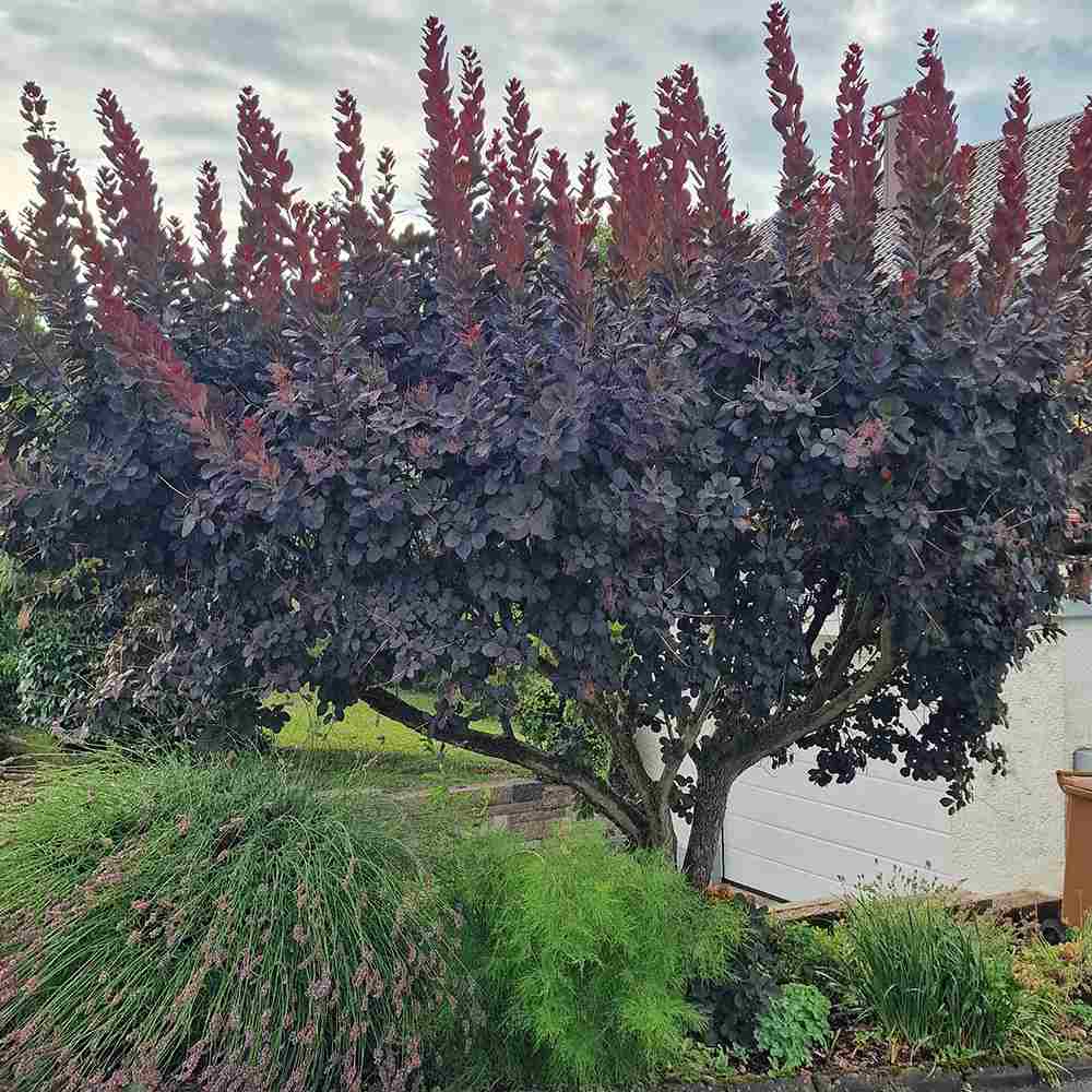 Scumpie Rosie (Cotinus) Royal Purple - Tip Copac