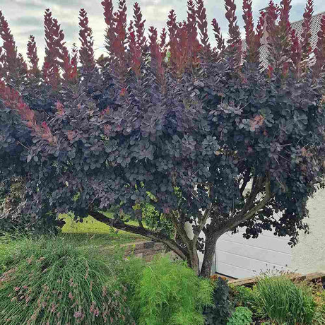 Scumpie Rosie (Cotinus) Royal Purple - Tip Copac