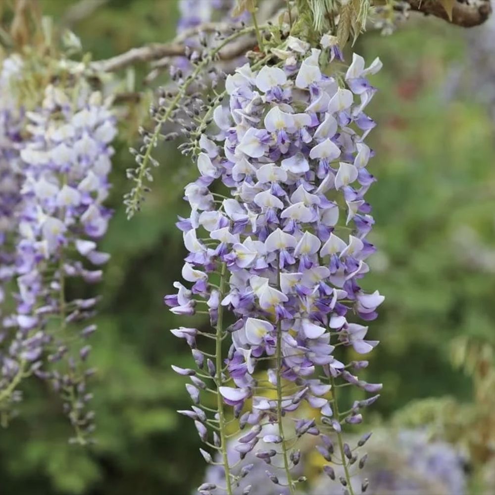 Glicina (Wisteria) cataratoare Domino, cu flori albe-mov