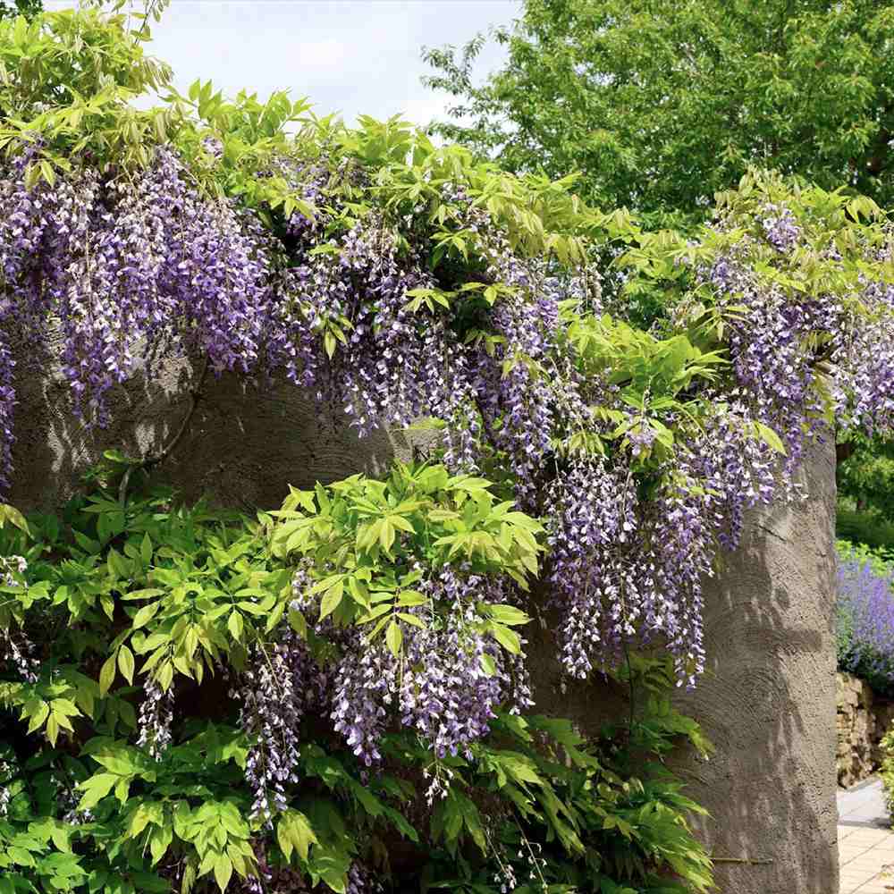 Glicina (Wisteria) cataratoare Domino, cu flori albe-mov