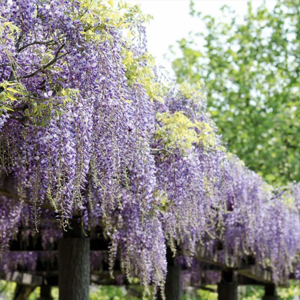 Glicina (Wisteria) cataratoare Domino, cu flori albe-mov