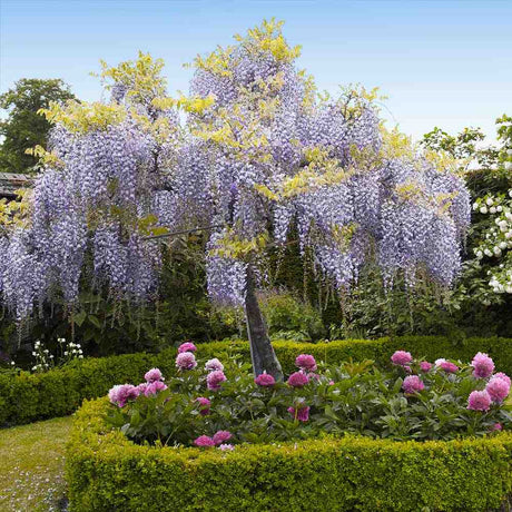 Глициния (Wisteria) катерлива Sinensis Prolific, с лилави цветове