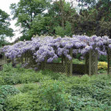 Glicina (Wisteria) cataratoare Blue Sapphire, planta cataratoare flori albastre parfumate, crestere rapida