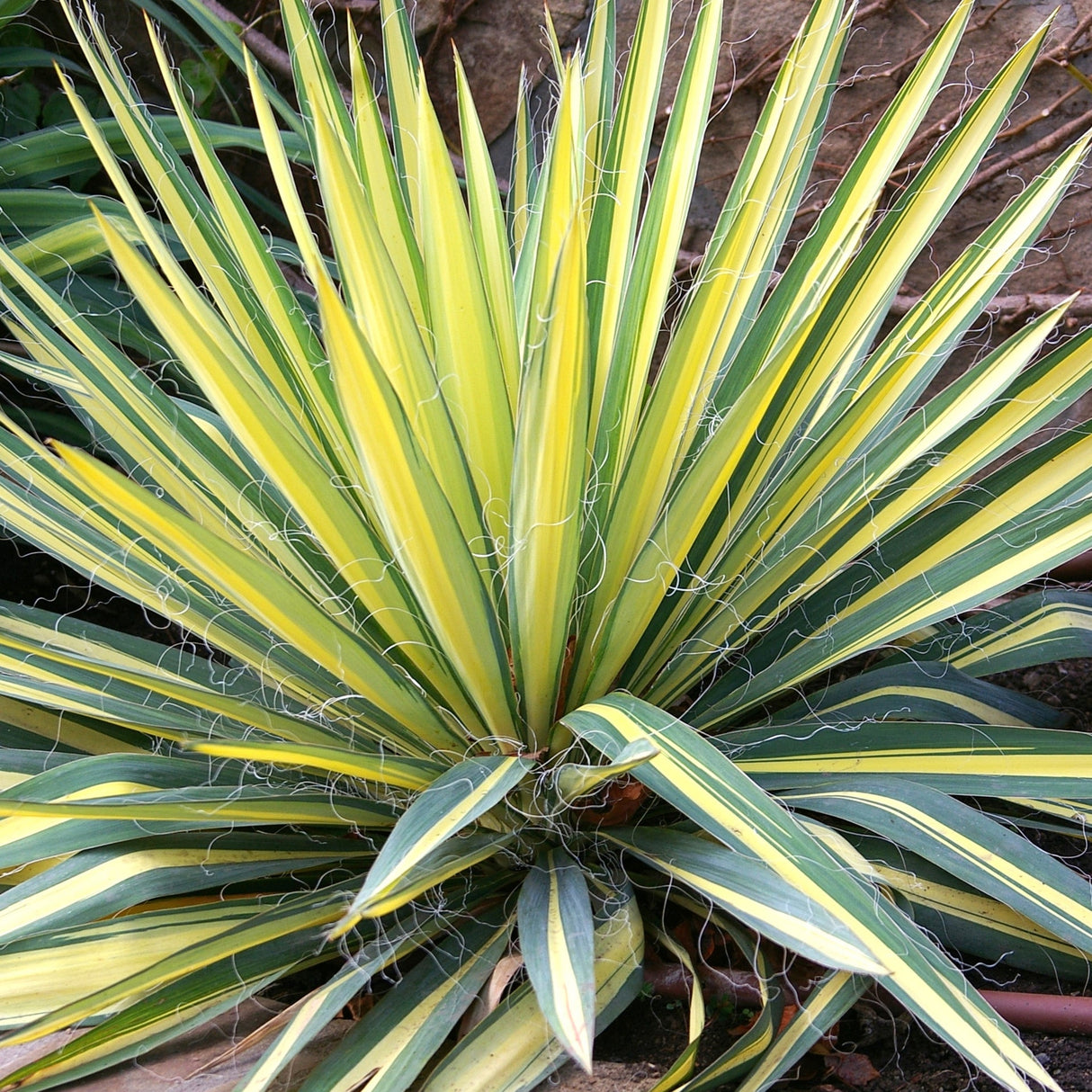 Yucca Color Guard, cu frunze aurii-verde