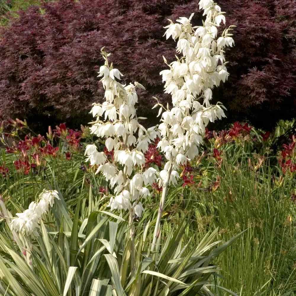 Yucca flaccida Golden Sword, frunze galben verde, rezistenta la seceta si ger, soare plin, ideala pentru rocarii si ghivece mari
