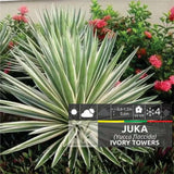 Yucca Ivory Towers, planta decorativa rezistenta cu flori albe si frunze vesnic verzi