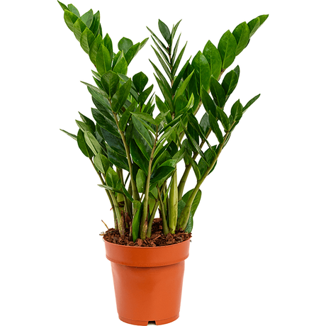Planta Zz (Zamioculcas Zamiifolia) - 70 cm