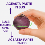 Bulbi Zambile Purple Voice, set de 5 bulbi cu flori mov intens, parfum puternic, rezistenti la frigde