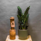 Planta Norocului (Zamioculcas Zamiifolia) Super Nova, 70 cm, 10  tulpini/ghiveci, planta de apartament cu frunze suculente, rezistent umbra, rezistenta, udare rara