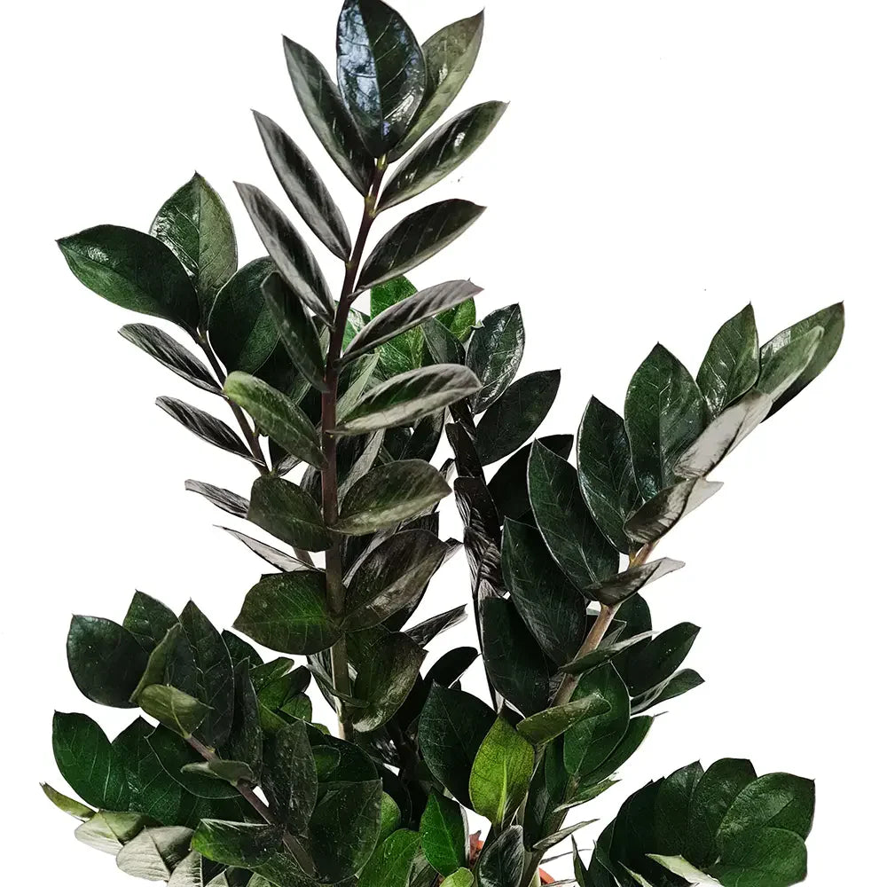 Planta Norocului (Zamioculcas Zamiifolia) Super Nova, 70 cm, 10  tulpini/ghiveci, planta de apartament cu frunze suculente, rezistent umbra, rezistenta, udare rara