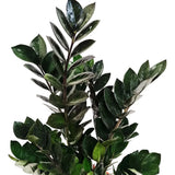Planta Norocului (Zamioculcas Zamiifolia) Super Nova, 70 cm, 10  tulpini/ghiveci, planta de apartament cu frunze suculente, rezistent umbra, rezistenta, udare rara