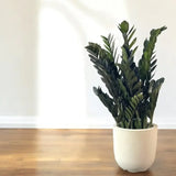 Planta Norocului (Zamioculcas Zamiifolia) Super Nova, 70 cm, 10  tulpini/ghiveci, planta de apartament cu frunze suculente, rezistent umbra, rezistenta, udare rara