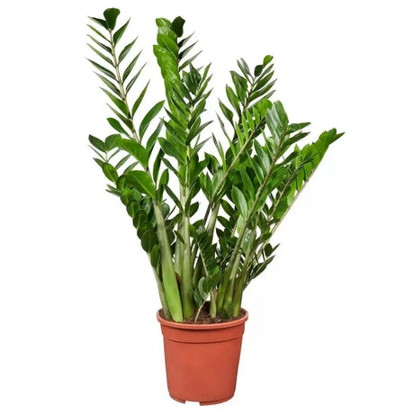 ZZ растение (Zamioculcas zamiifolia) - 105 см