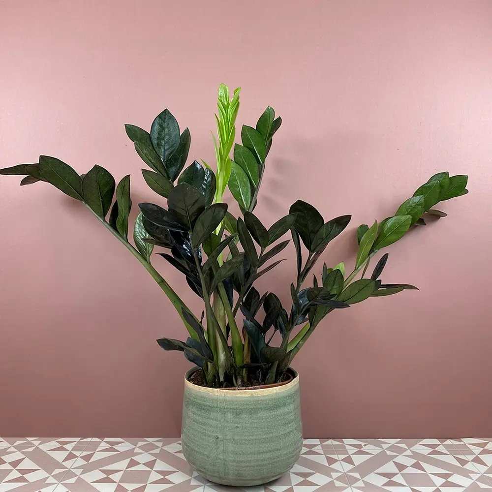 Planta Norocului (Zamioculcas Zamiifolia) Raven, 3  tulpini/ghiveci, planta de apartament cu frunze negre lucioase, rezistenta umbra, udare rara - 70 cm