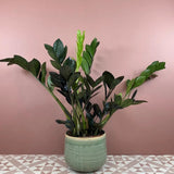 Planta Norocului (Zamioculcas Zamiifolia) Raven, 3  tulpini/ghiveci, planta de apartament cu frunze negre lucioase, rezistenta umbra, udare rara - 50 cm