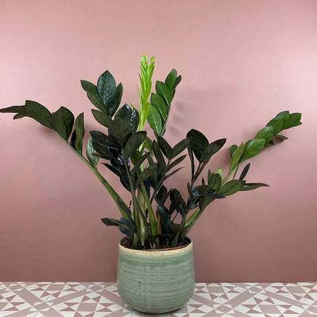 Planta Norocului (Zamioculcas Zamiifolia) Raven, 3  tulpini/ghiveci, planta de apartament cu frunze negre lucioase, rezistenta umbra, udare rara - 50 cm