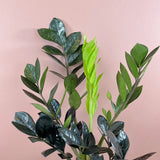 Planta Norocului (Zamioculcas Zamiifolia) Raven, 3  tulpini/ghiveci, planta de apartament cu frunze negre lucioase, rezistenta umbra, udare rara - 50 cm