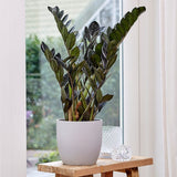 Planta Norocului (Zamioculcas Zamiifolia) Raven, 3  tulpini/ghiveci, planta de apartament cu frunze negre lucioase, rezistenta umbra, udare rara - 50 cm
