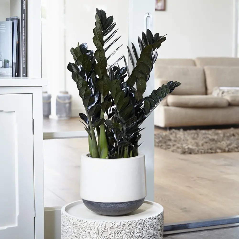 Planta Norocului (Zamioculcas Zamiifolia) Raven, 3  tulpini/ghiveci, planta de apartament cu frunze negre lucioase, rezistenta umbra, udare rara - 50 cm