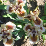 Ирис Germanica 'Zing Me' – едри ароматни цветове в жълто-кремаво с бордо